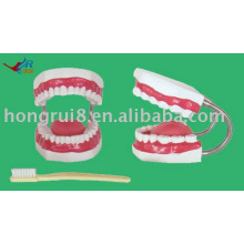 Modelo de cepillado de dientes gigantes, modelo de cuidado dental